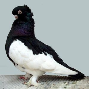 Meet your Posher, Devon
